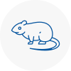 Rat Control Rainham